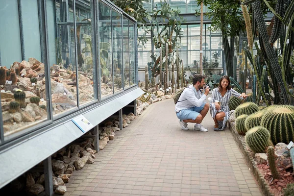 在现代庭院的新植物仙人掌中工作的园艺师 — 图库照片