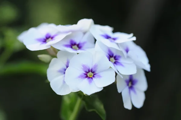 Flores Verbena blancas y moradas — Foto de Stock