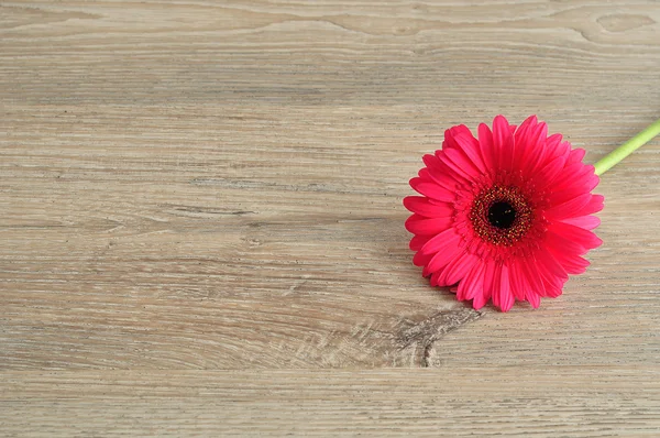 Una sola Gerbera rosa sobre una mesa de madera —  Fotos de Stock
