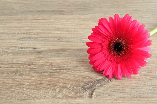 Una sola Gerbera rosa sobre una mesa de madera —  Fotos de Stock