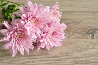 Ahşap arka plan üzerinde pembe Aster