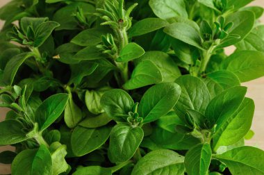 Petunya fidan ile siyah bir tepsi