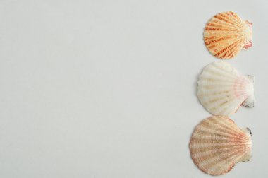 Deniz kabuklarını bir dizi