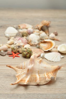 Kabukları ahşap arka plan üzerinde topluluğu