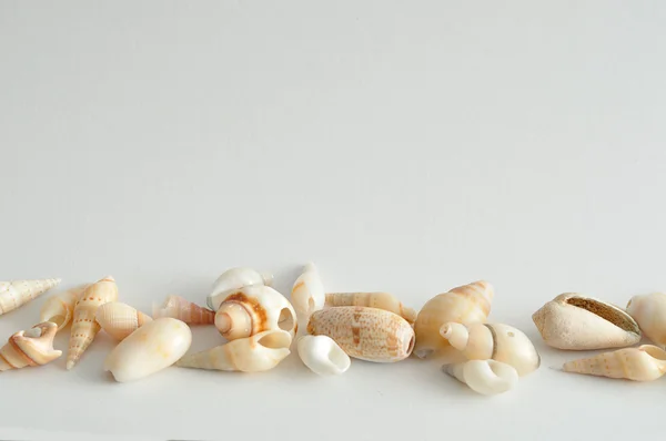 Eine Reihe Muscheln auf weißem Hintergrund — Stockfoto