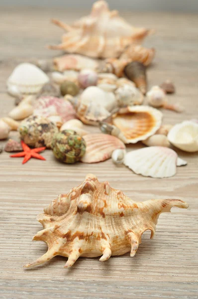 A collection of seashells on a wooden background — Stock Photo, Image