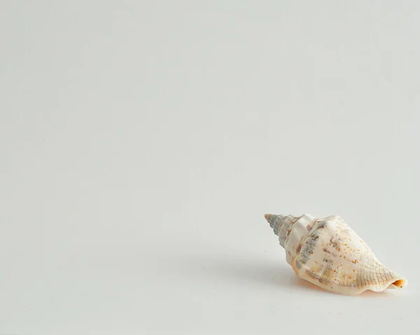 A single seashell isolated on a white background — Stock Photo, Image