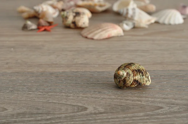 Muscheln auf einem hölzernen Hintergrund — Stockfoto