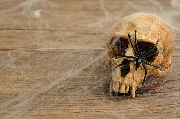 Örümcek ağları ve siyah bir örümcek ile kaplı vervet maymun kafatası — Stok fotoğraf