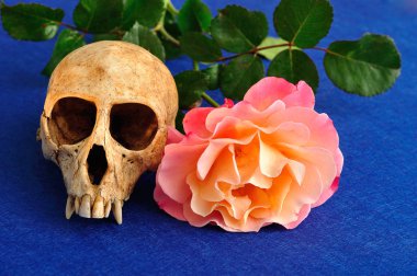 Vervet maymun kafatası bir portakal ile mavi bir arka plan üzerinde yükseldi