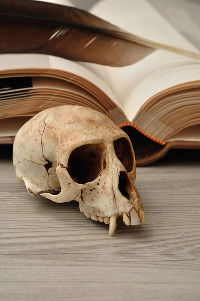 Açık bir kitap ve bir kalem yanında görüntülenen vervet maymun kafatası — Stok fotoğraf