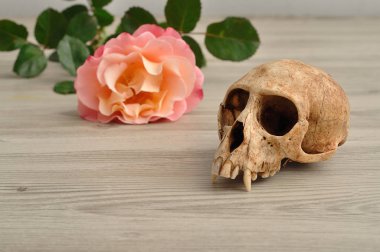 Vervet maymun kafatası bir turuncu gül desenli