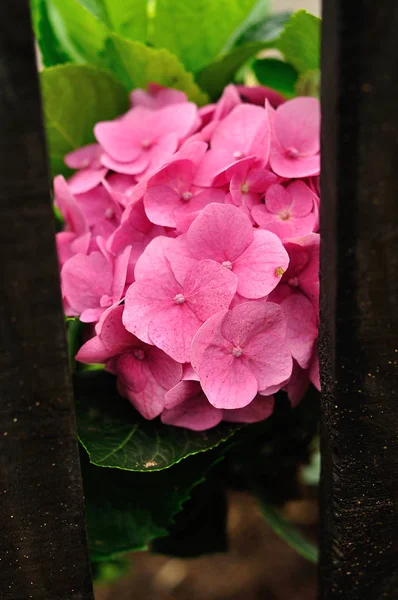 Una hortensia rosa en un jardín —  Fotos de Stock