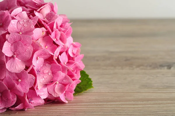 A pink Hydrangea isolated on a wooden background