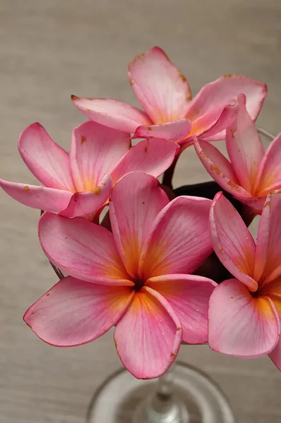 Roze frangipani bloemen in een container moet worden gebruikt als decoratie — Stockfoto