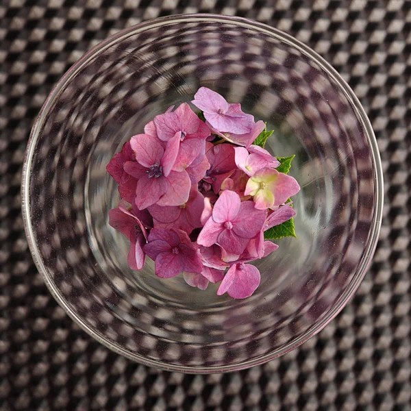 A pink Hydrangea in a glass