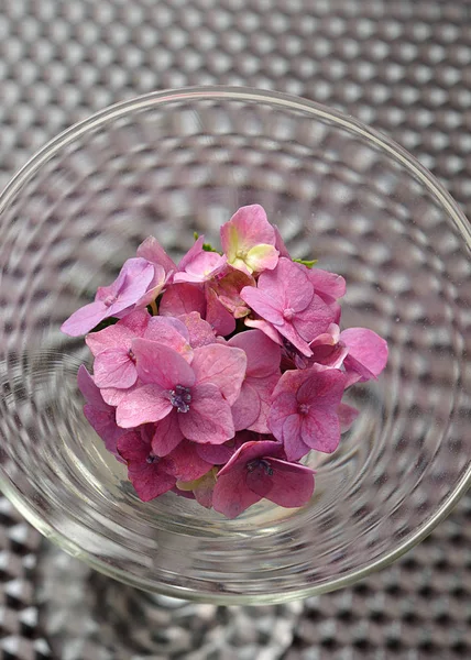 Una hortensia rosa en un vaso —  Fotos de Stock