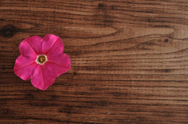 Una petunia rosa aislada sobre un fondo de madera —  Fotos de Stock