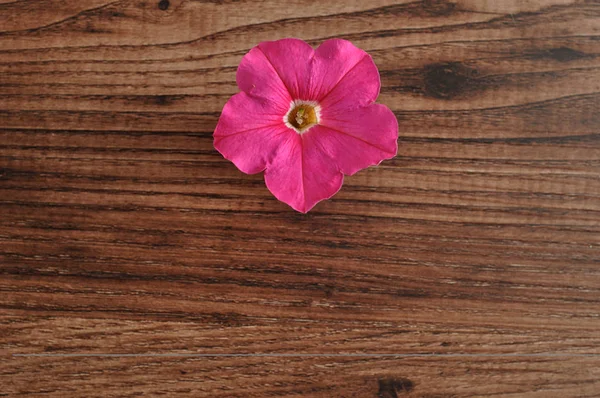 Una petunia rosa aislada sobre un fondo de madera —  Fotos de Stock