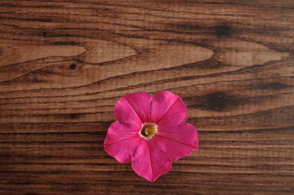 Una petunia rosa aislada sobre un fondo de madera —  Fotos de Stock