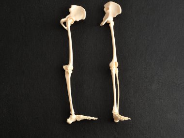 Plastik manken bir insan iskelet bacak