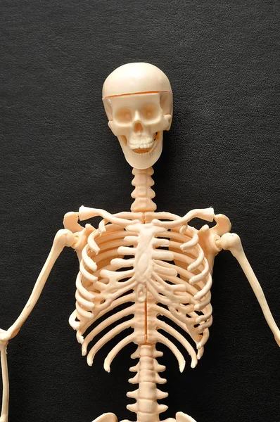 The top part of a skeleton isolated on a black background — Stock Photo, Image