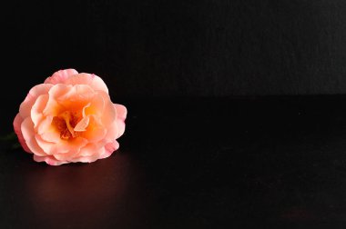 Siyah bir arka plan üzerinde izole bir turuncu gül