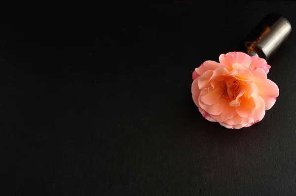 Uma rosa laranja isolada sobre um fundo preto — Fotografia de Stock