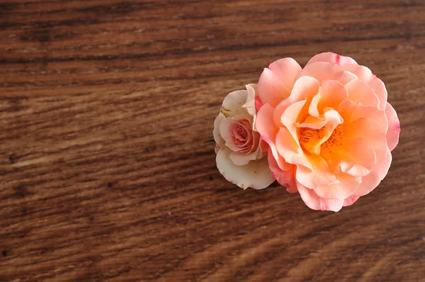 Uma rosa laranja e branca — Fotografia de Stock