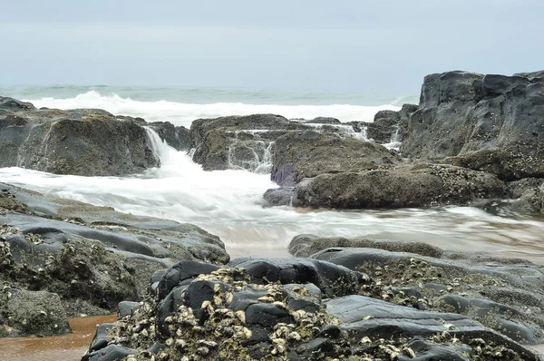 Capa marinha tirada em Kingsburgh. Kwa Zulu Natal, África do Sul . — Fotografia de Stock