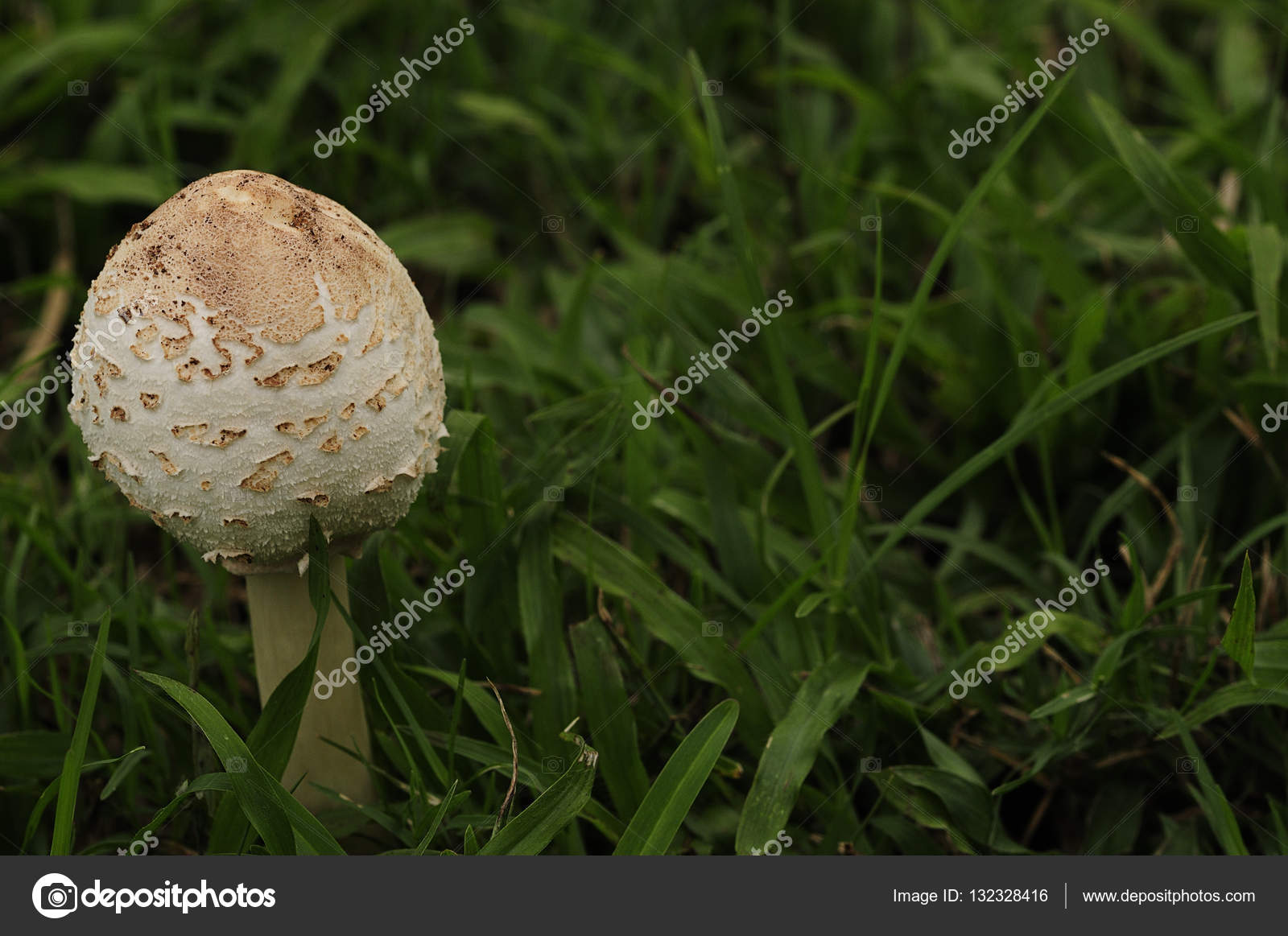 Mushrooms Growing In The Garden Stock Photo C Marietjie 132328416