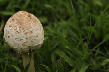 bahçede büyüyen mantar