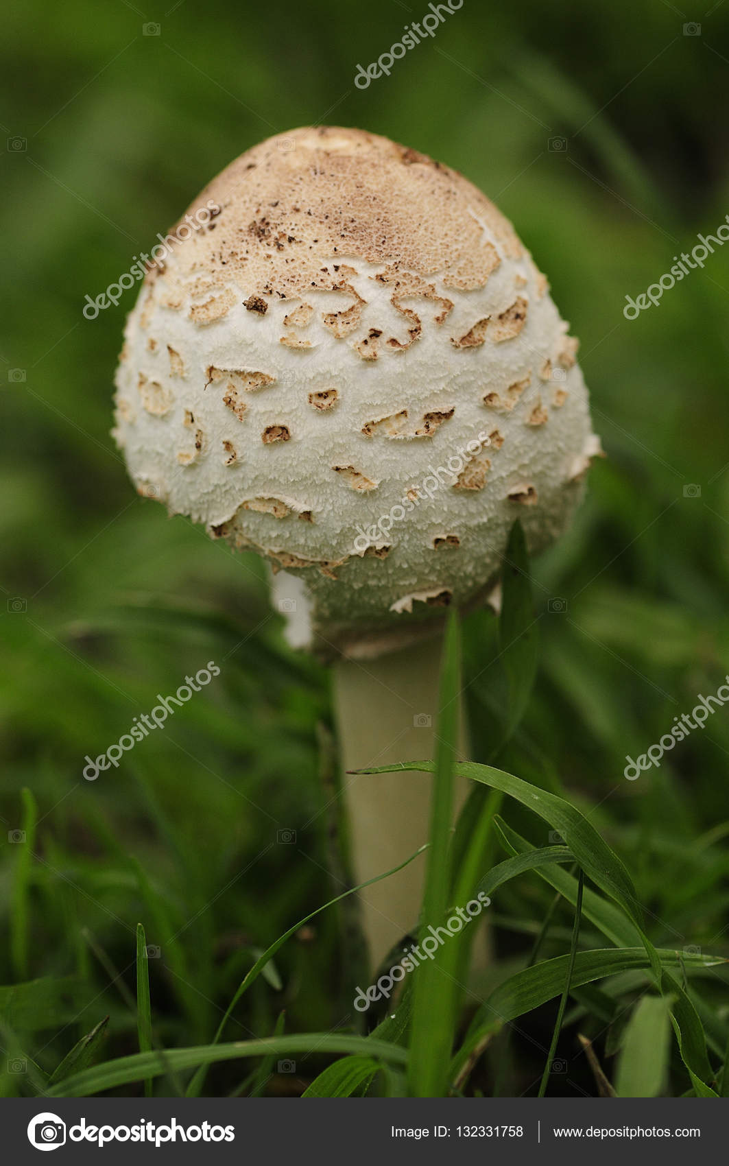 Mushrooms Growing In The Garden Stock Photo C Marietjie 132331758