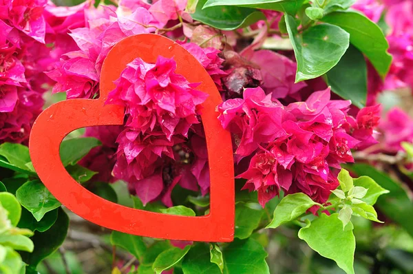 Saint Valentin. Un coeur rouge suspendu dans un bougainvillier rose — Photo