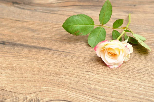 Una rosa aislada sobre un fondo de madera —  Fotos de Stock