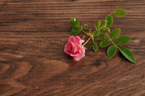 Una rosa aislada sobre un fondo de madera —  Fotos de Stock