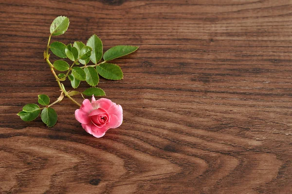 Una rosa aislada sobre un fondo de madera —  Fotos de Stock