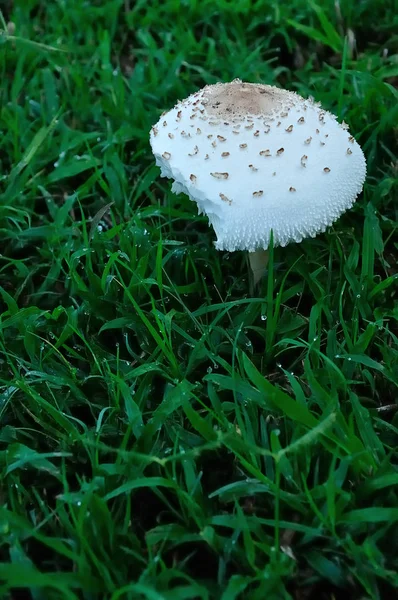 Mushroom growing in the garden — Stock Photo, Image