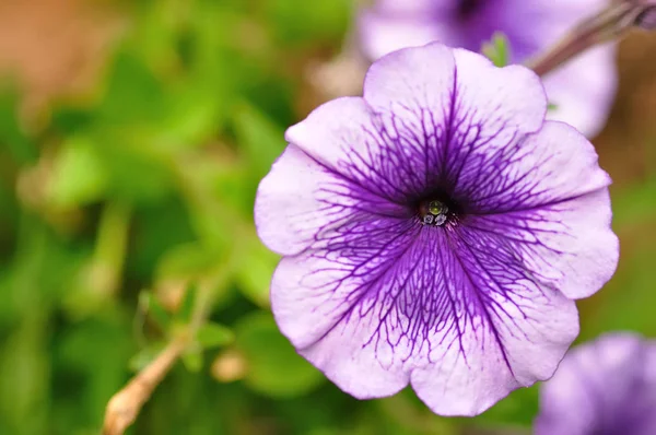 Una petunia púrpura — Foto de Stock