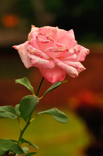 A pink rose with shallow depth of field — Stock Photo, Image