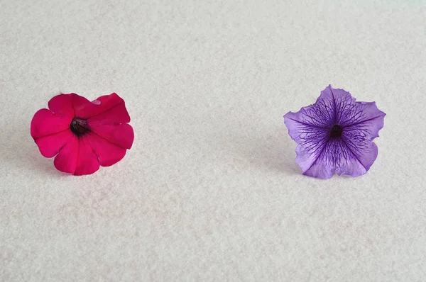 Duas petúnias isoladas contra um fundo branco — Fotografia de Stock