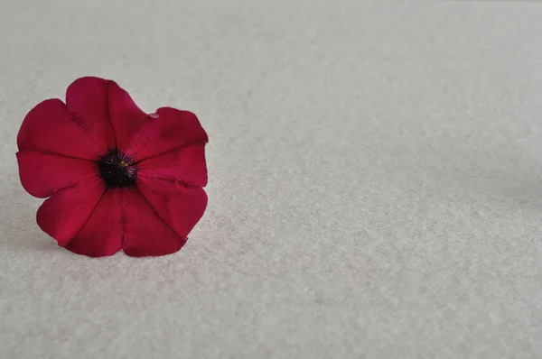 Petunia púrpura aislada sobre un fondo blanco —  Fotos de Stock