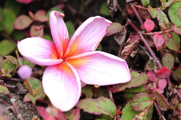 Uma flor de frangipani rosa isolada em um fundo colorido — Fotografia de Stock