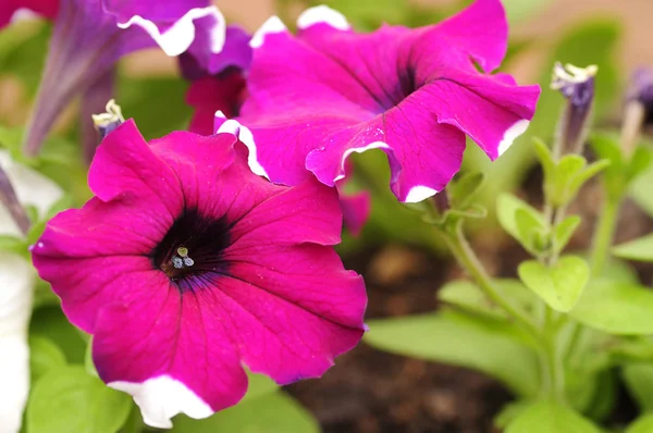 Uma petúnia violeta e branca em um jardim — Fotografia de Stock