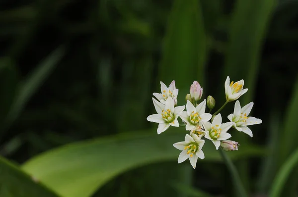 Pequeñas flores blancas con un fondo verde — Foto de Stock