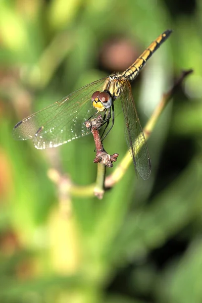 A dragonfly sitting on a branch in a garden — Stock Photo, Image