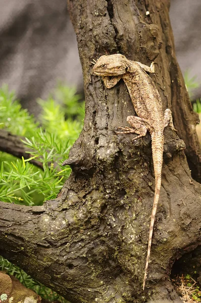 An Agama in the wild — Stock Photo, Image