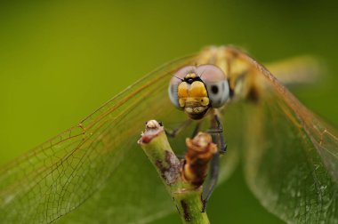 Bir dal bir bahçede bir ejderha sinek, yakın çekim 
