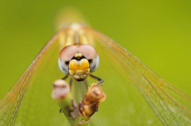 Bir dal bir bahçede bir ejderha sinek, yakın çekim