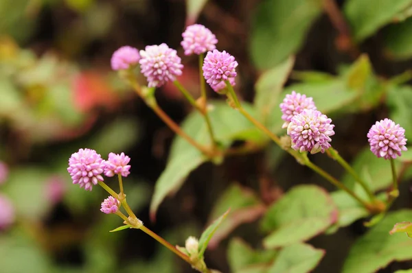 Малі рожеві квіти — стокове фото